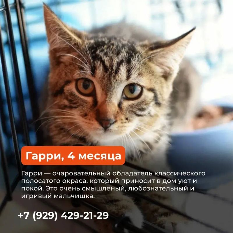 ИЩУ ЧЕЛОВЕКА. Сегодня делимся историями питомцев, которых приютили волонтёры и сейчас ищут новых хозяев