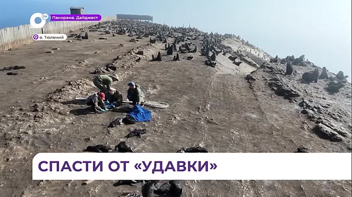 На острове Тюлений «Друзья океана» вызволяют из мусорного плена ластоногих