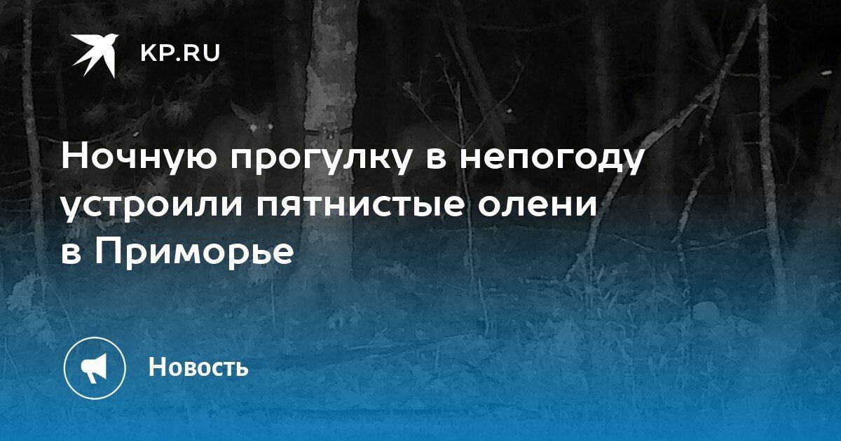 Ночная прогулка оленей в Приморье