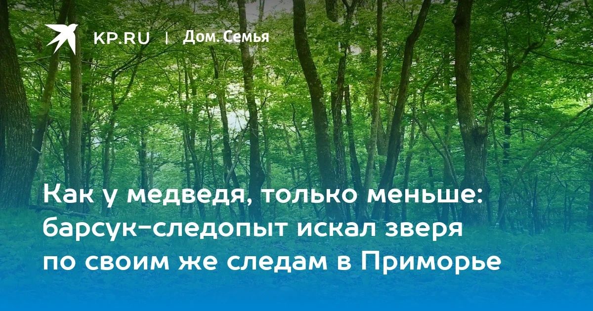Барсук-следопыт в Приморье: забавная история