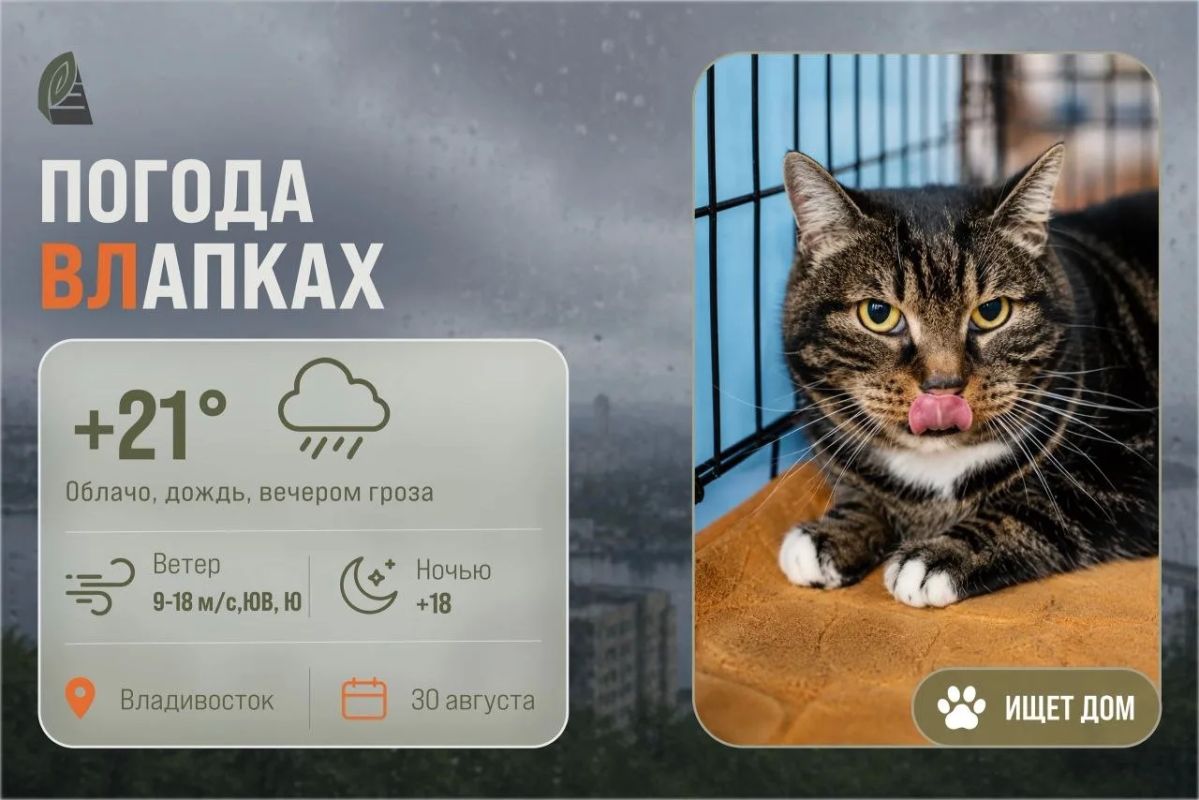 #ПогодаВЛапках. Облачно, дождь