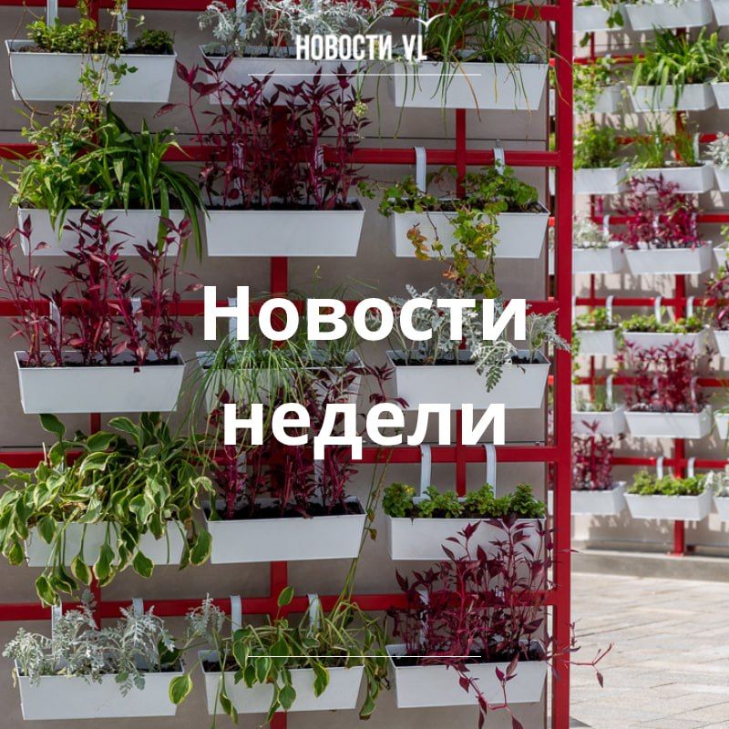 Материалы недели от Новостей VL, которые вы могли пропустить: