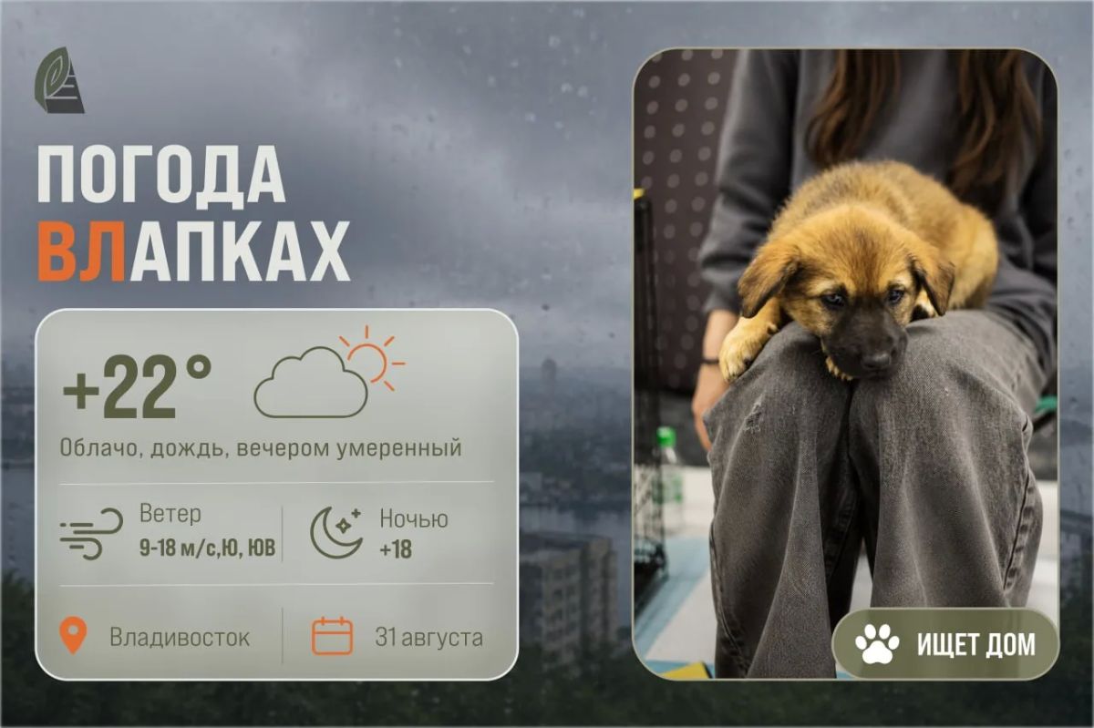 #ПогодаВЛапках . Облачно, дождь