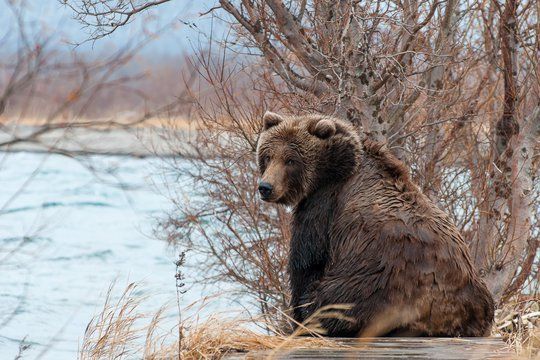 Стало известно, как снежная камчатская зима повлияла на местных медведей — DEITA.ru