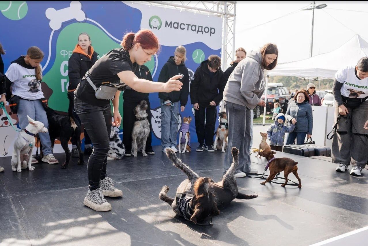 Собачий фестиваль для людей и питомцев пройдет во Владивостоке — DEITA.ru