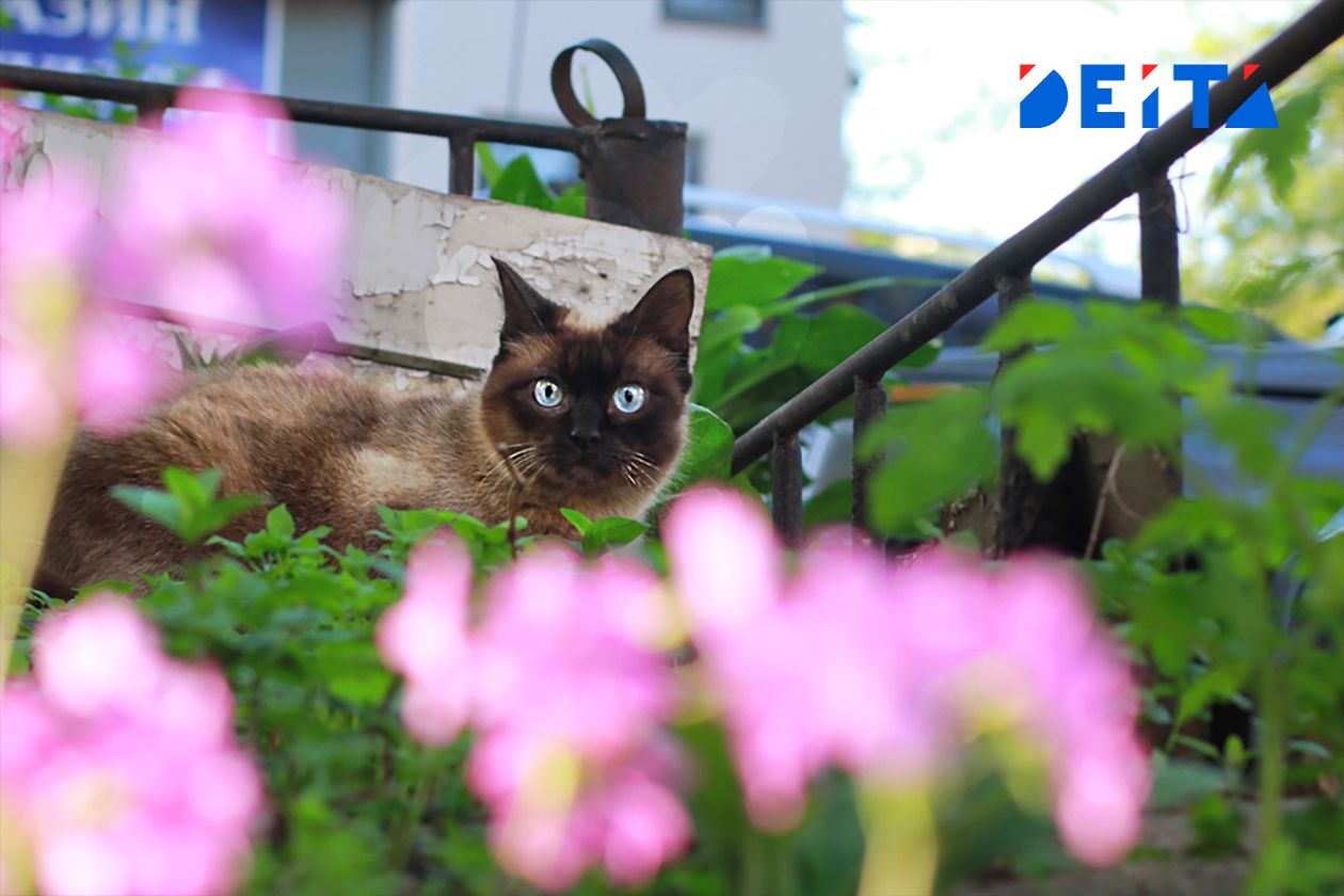 От первых заморозков до +28 °C: перепады температуры усиливаются в Приморье — DEITA.ru
