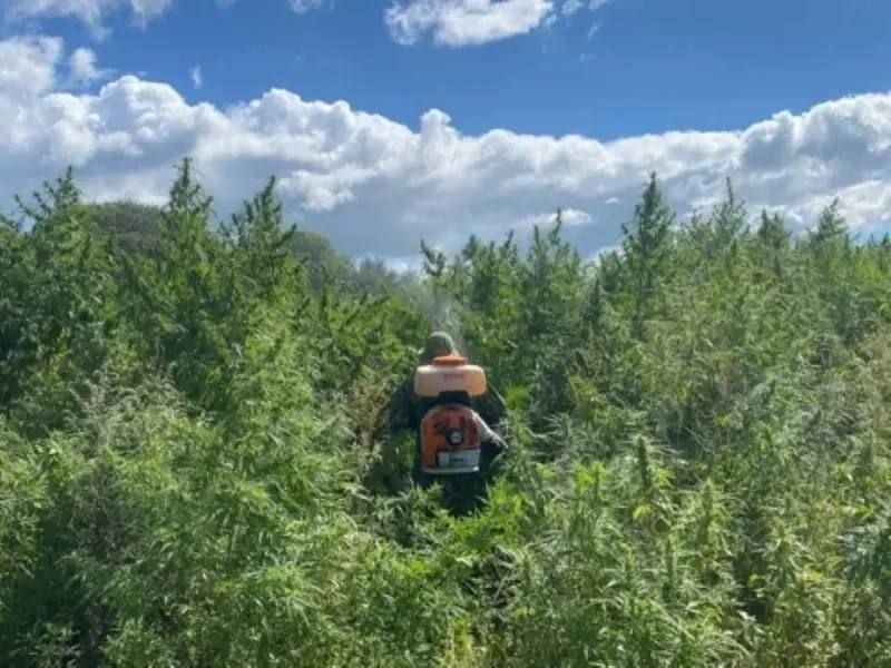 В Приморье полицейские обнаружили плантацию конопли размером с…