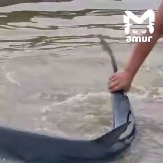Приморец голыми руками вытащил из моря двухметровую акулу.В бухте... — DPS VL | Владивосток