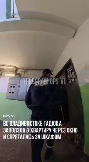 Гадюка заползла в квартиру во Владивостоке и спряталась за…