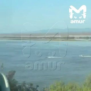 Рыбак погиб во время погони от инспекторов в Хабаровском крае. По... — Трепанг ДВ