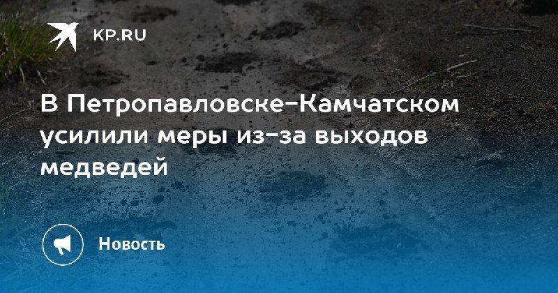 Медведи в Петропавловске-Камчатском: меры реагирования усилили С…