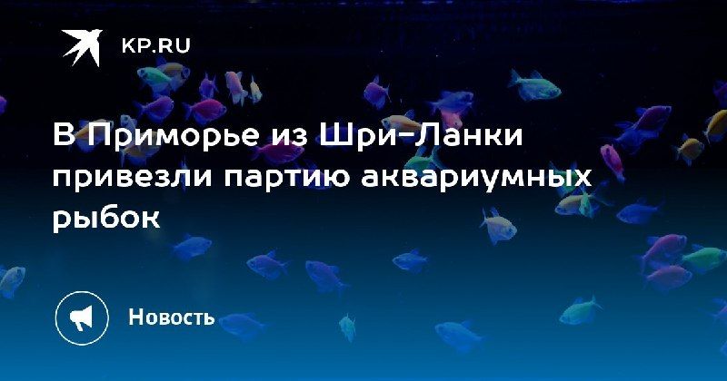 Приморье пополнилось экзотическими аквариумными рыбками Из Шри-Ланки…