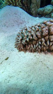 Древнее динозавров: морские огурцы Голотурии, или морские огурцы —…
