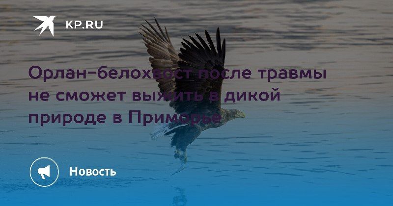 Орлан-белохвост не сможет вернуться в дикую природуПтица с катарактой и — КП - Владивосток
