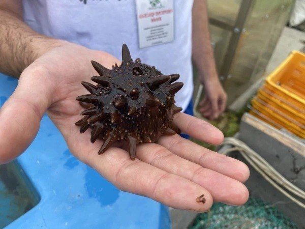 На пароме в Приамурье нашли контрабандный женьшень и трепанг на ₽30 млн