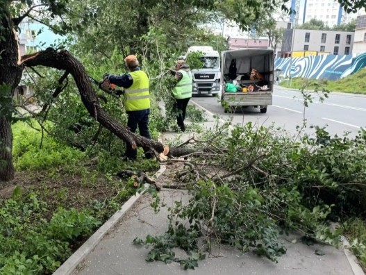 Упавшие в результате непогоды деревья и ветки убирают во Владивостоке — МВД по Приморскому краю