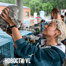 «Люди, собирающие десятками собак и кошек, не наша история»: основатель выставок-раздач — о помощи животным во Владивостоке