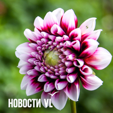Сегодня во Владивостоке до +19 °C — VL.ru