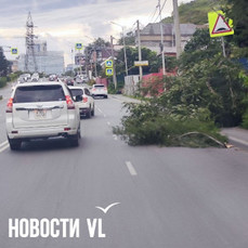 Сильный ветер ломает деревья во Владивостоке — VL.ru