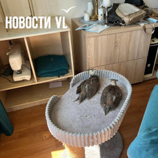 Три птенца павлина потерялись во Владивостоке — VL.ru