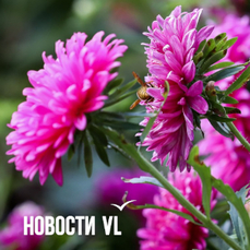 Сегодня во Владивостоке до +25 °С — VL.ru