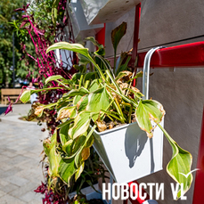 Новую систему автополива «вертикального сада» в сквере Городов-побратимов обещают смонтировать в течение месяца — VL.ru