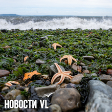 Во Владивостоке сегодня без осадков и до +24 °C — VL.ru