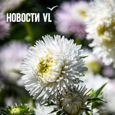 Ночь с понедельника на вторник во Владивостоке будет самой холодной на этой неделе — VL.ru
