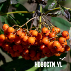 Сегодня во Владивостоке до +22 °С — VL.ru