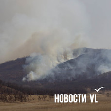 В Приморье выгорело 50 гектаров тайги из-за удара молнии – тушение продолжается — VL.ru