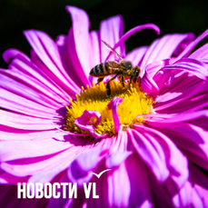 Сегодня во Владивостоке до +24 °C — VL.ru