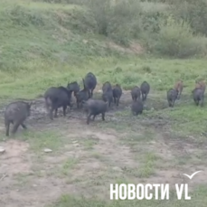 Жители острова Путятина жалуются на разросшееся стадо кабанов — VL.ru