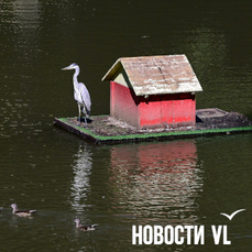 Сегодня во Владивостоке без осадков и до +22 °C — VL.ru