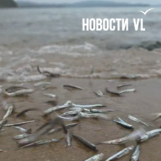 Скумбрия загнала анчоуса на берег посёлка Авангард — VL.ru