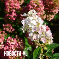Сегодня во Владивостоке до +20 °С — VL.ru