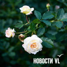 Сегодня во Владивостоке до +18 °C — VL.ru