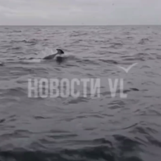 В поисках тунца рыбаки встретили стаю дельфинов в Приморье — VL.ru