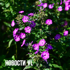 Сегодня во Владивостоке до +19 °C — VL.ru