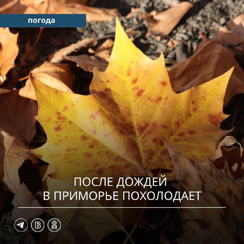 В прошедшие сутки Приморский край находился под воздействием циклона, смещавшегося над Японским морем. Повсеместно