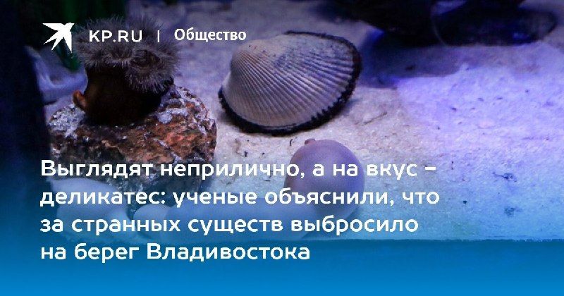 На Шаморе выбросило морских червей — КП - Владивосток