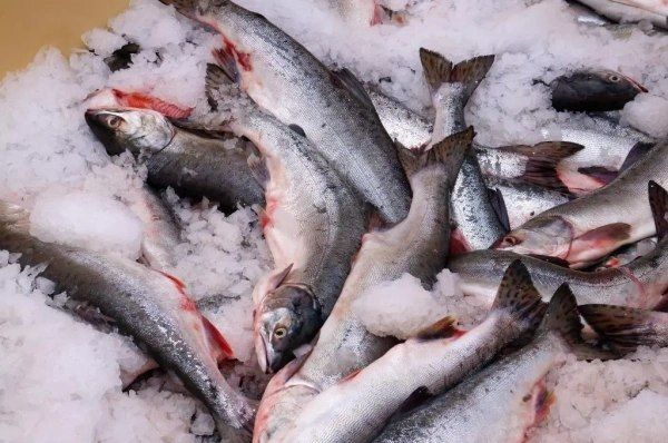 Рыба на Дальнем Востоке подорожала до 97% с начала года