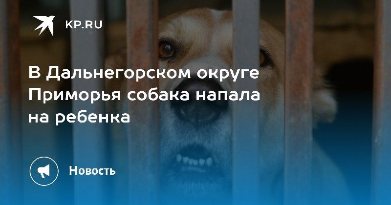 Собака напала на ребенка в Приморье