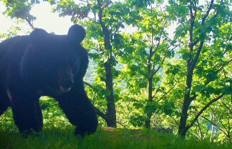 "А что это такое?": гималайский медведь заметил фотоловушку в тайге — PrimaMedia.Приморье