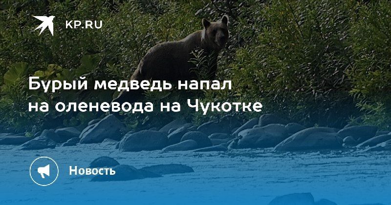 На Чукотке бурый медведь напал на оленевода — КП - Владивосток