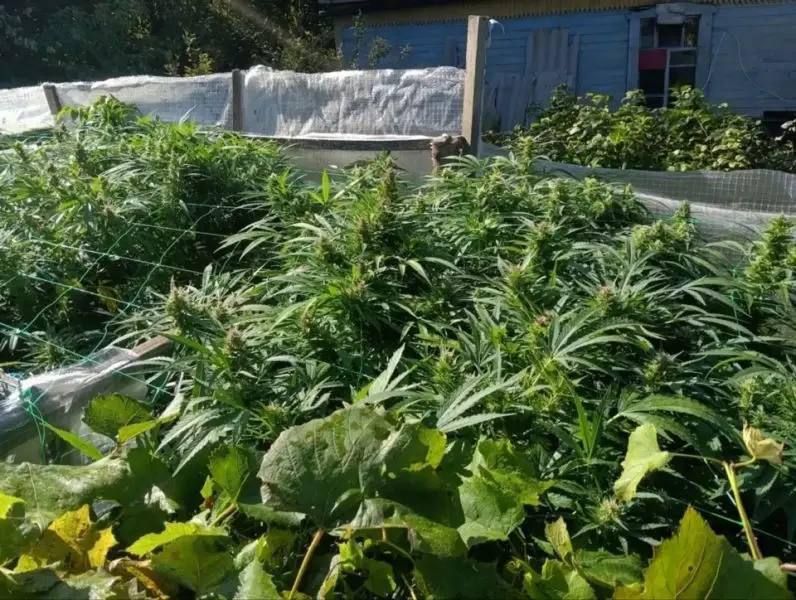 В Приморье у мужчины нашли целую плантацию конопли — 103 куста прямо во дворе