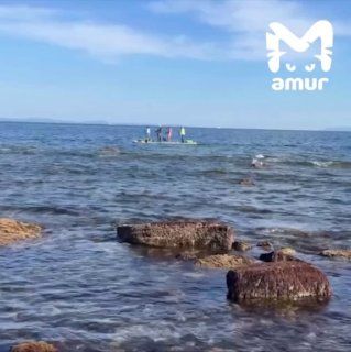 Жители Владивостока обогнули Русский остров на гигантском сапе вместе с собаками — ВОСТОК-МЕДИА | Владивосток и ДФО