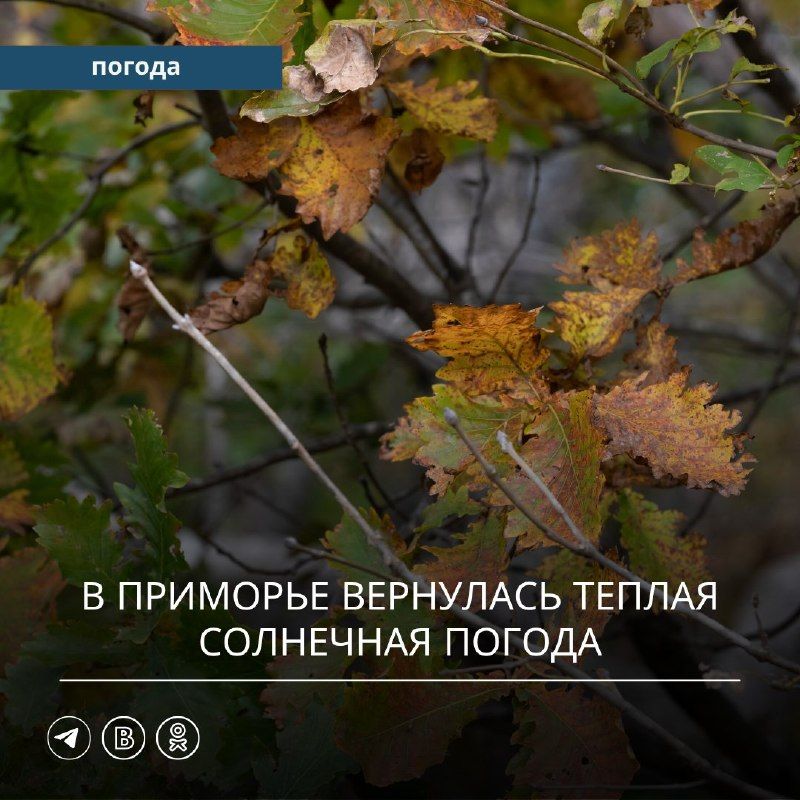 В прошедшие сутки Приморский край находился под воздействием циклона, смещавшегося над Японским морем. Прошли дожди