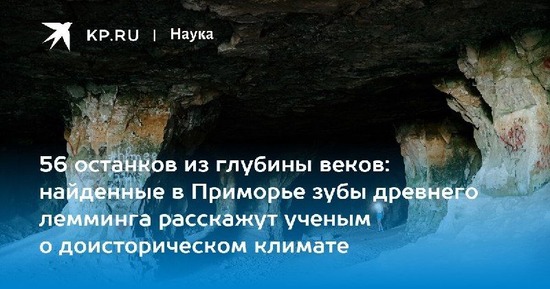 На юге Приморья нашли останки древнего лемминга — КП - Владивосток