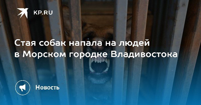 Стая собак напала на прохожих в Морском городке Владивостока — КП - Владивосток