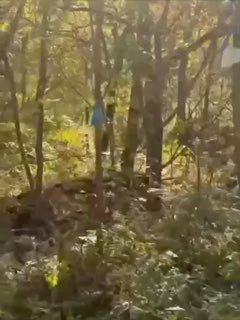 Водитель встретил тигра возле Безверхова в Приморье — ВОСТОК-МЕДИА | Владивосток и ДФО